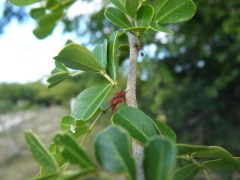 Logwood Flower Buds