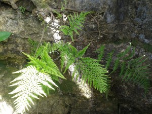 Barbuda Fern