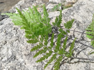 Barbuda Fern - underside leaf
