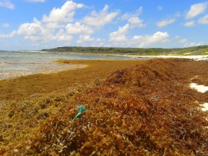 Sargassum Seaweed, Seaview, Barbuda